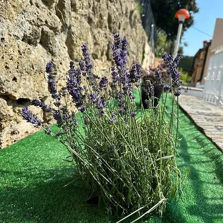 Lollo * Camporosso (Liguria)