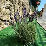 Lollo * Camporosso (Liguria)