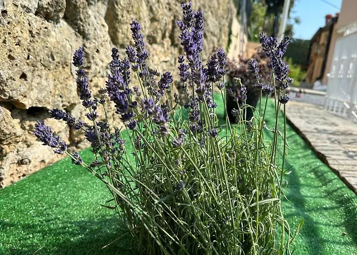 Lollo * Camporosso (Liguria)